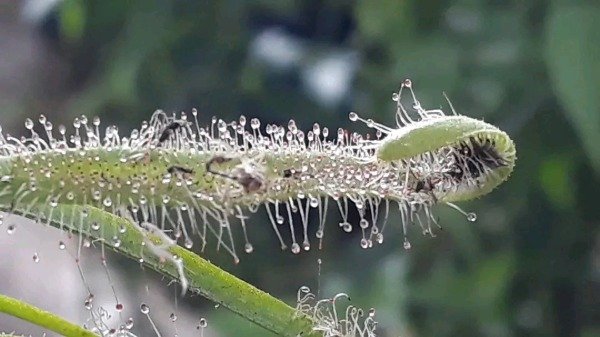 Producto - Drosera - 2