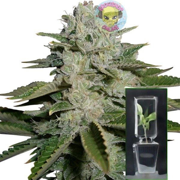 Producto - Esqueje Haze x Sour Diesel - Cannpat One