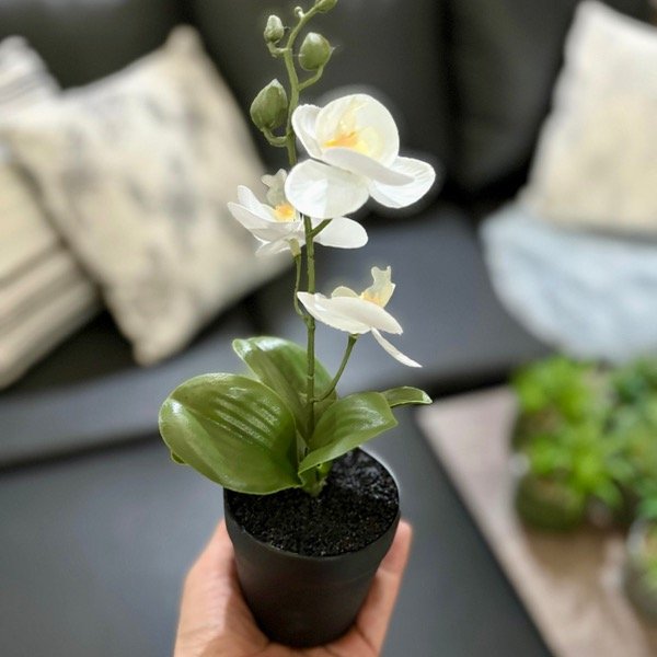 Producto - Planta Con Maceta Negra 371147