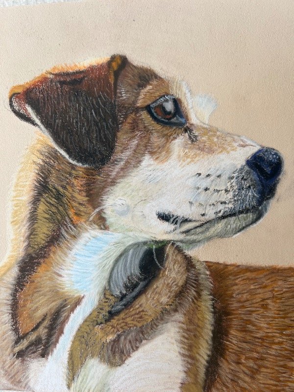 Producto - Retrato de mascota con pastel tiza - 1