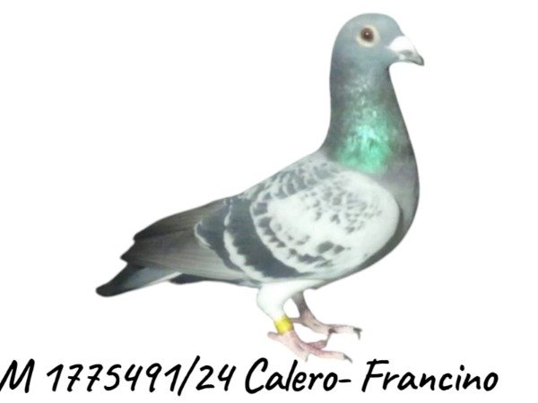 Producto - 1775491 / 24
