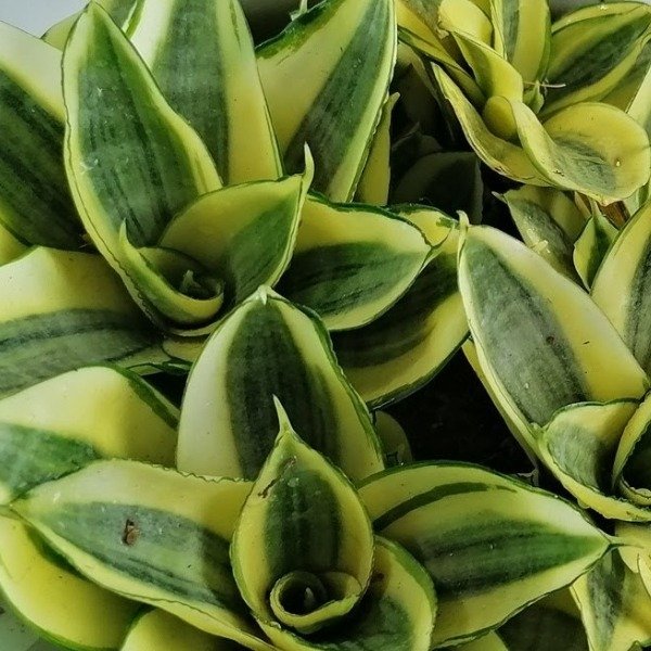 Producto - Sansiveria Enana