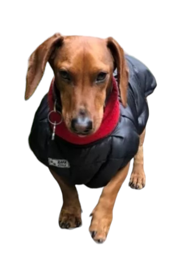 Producto - Chaqueta RSDW1 matelassé y polar cuello alto