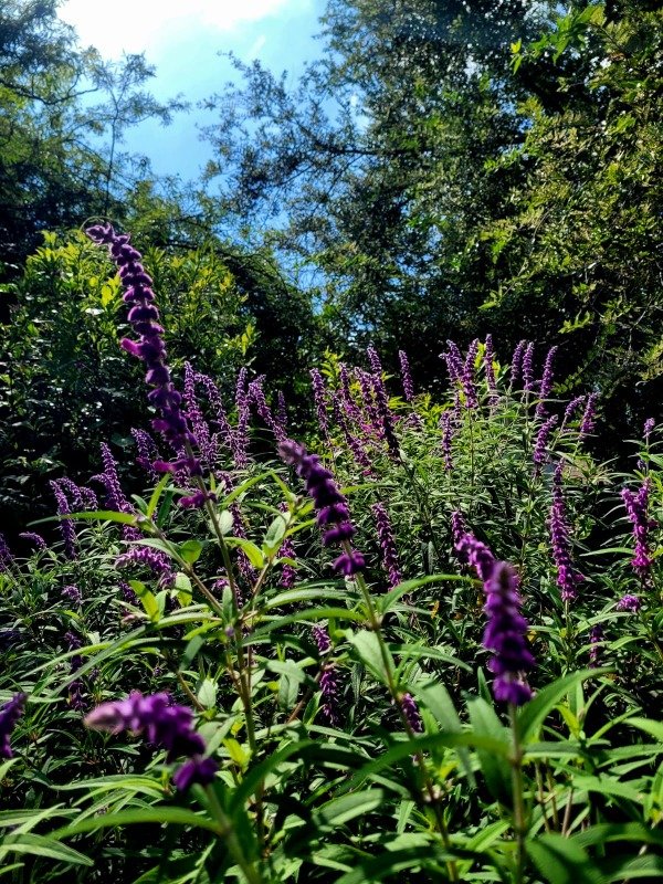 Producto - Salvia Leucantha