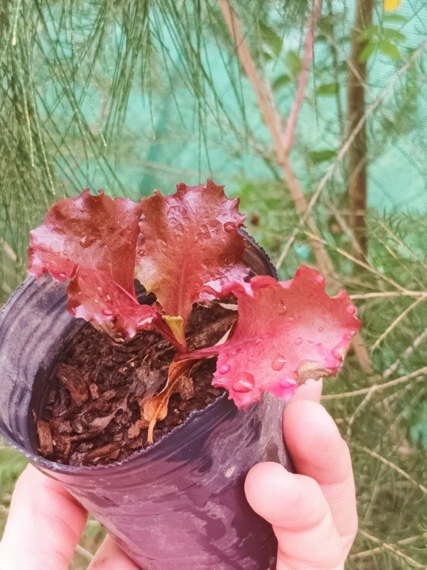 Producto - Lechuga Morada - 0