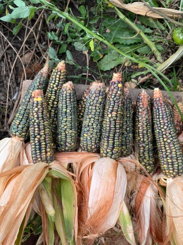 Producto - SEMILLAS DE MAIZ VERDE DE OAXACA