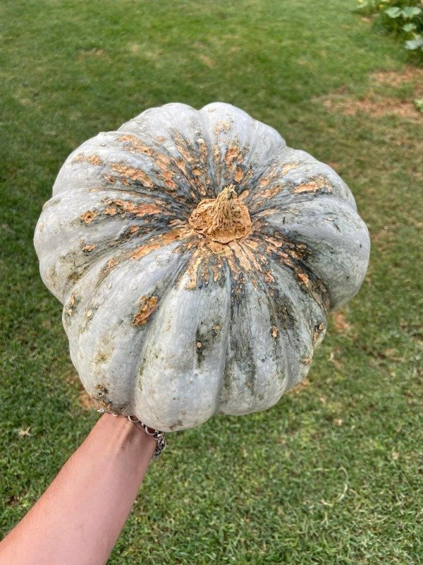 Producto - Semillas agroecologicas de zapallo plomo