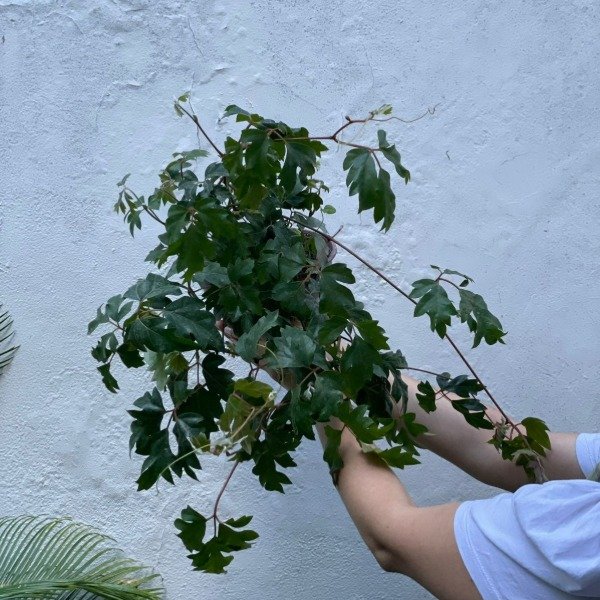 Producto - Cissus b18