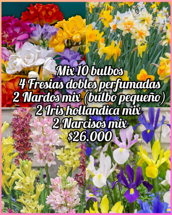 Producto - Mix 10 bulbos