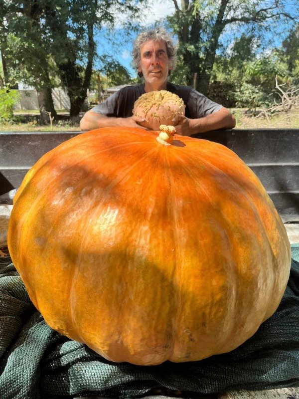 Producto - SEMILLAS DE ZAPALLO GIGANTE ATLANTIC GIANT