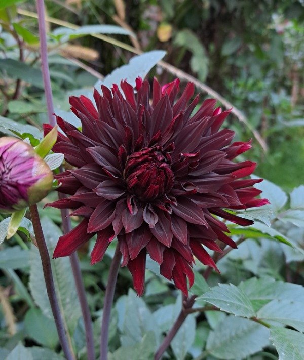 Producto - DAHLIA BLACK JACK