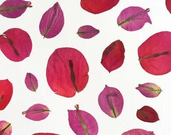 Producto - Pétalos Bungavilla Flores Comestibles x20