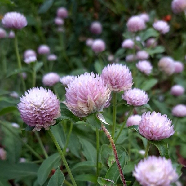 Producto - Gomphrena Globosa Rose