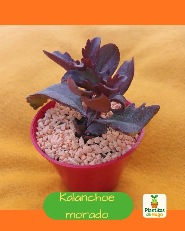 Producto - Kalanchoe morado
