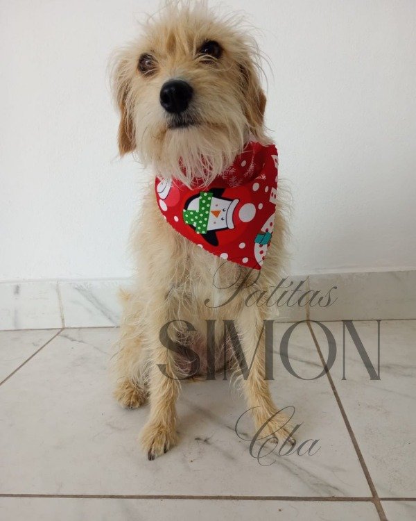 Producto - Pack de bandanas navidad x 12