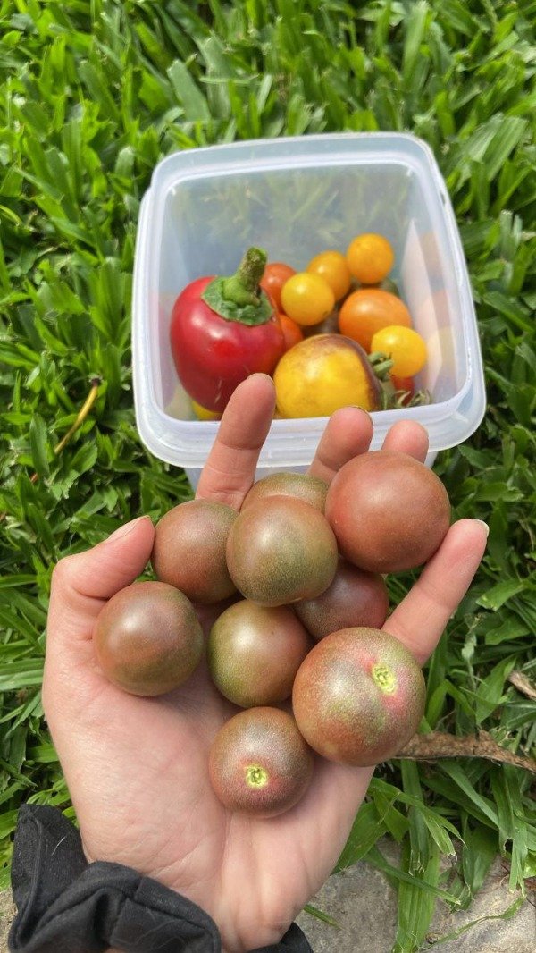 Producto - Plantines Agroecologicos de cherry violeta jasper
