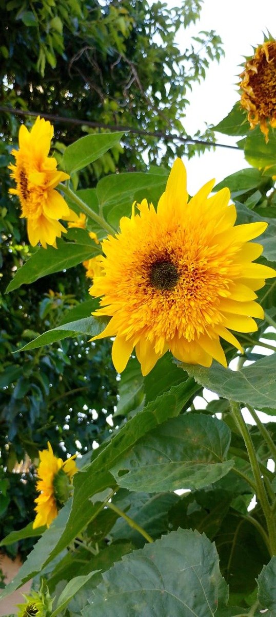 Producto - Semillas de girasol gold sun