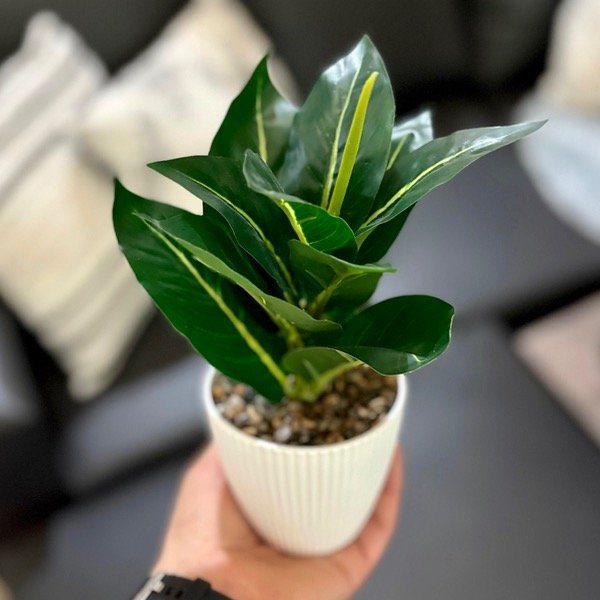 Producto - Planta Con Maceta Blanca 371151