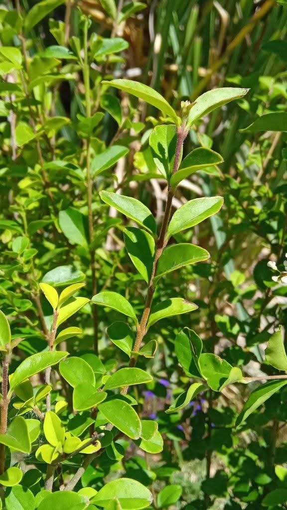 Producto - Ligustrina - 2