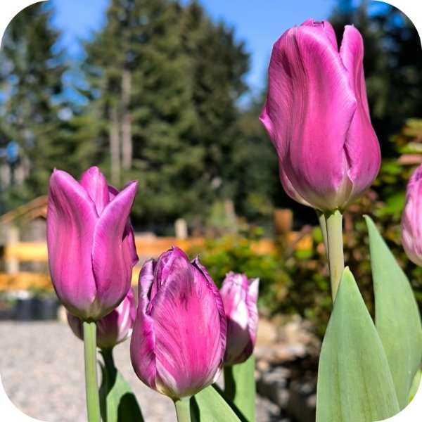 Producto - Purple Flag - Pack x 10 bulbos