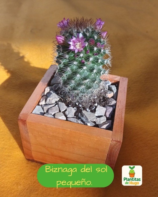 Producto - Mammillaria Biznaga del sol pequeño.