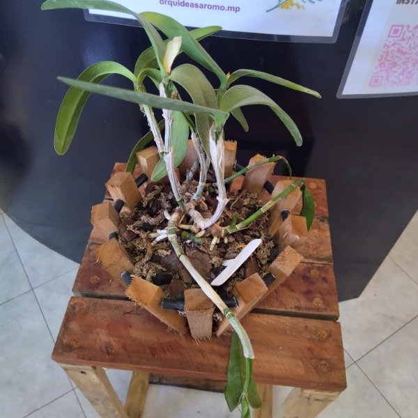 Producto - Cattleya Intermedia - 4