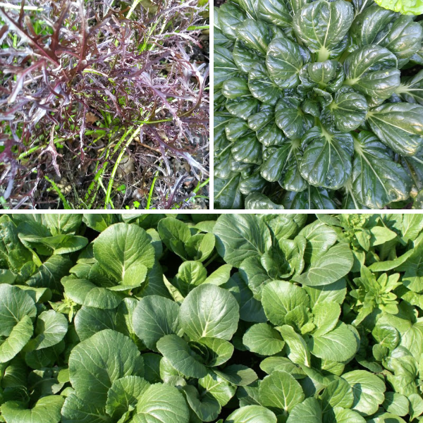 Producto - Mix de Verdes Asiáticos