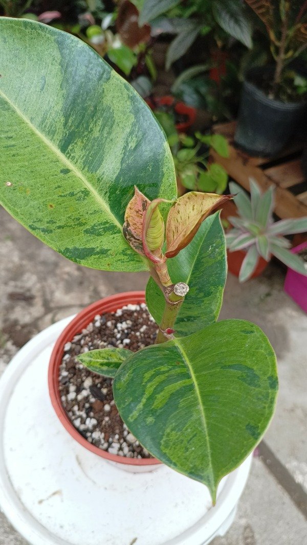 Producto - Gomero variegado