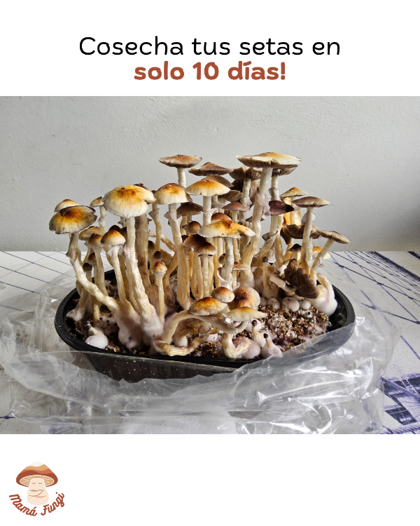 Producto - Kit de cultivo