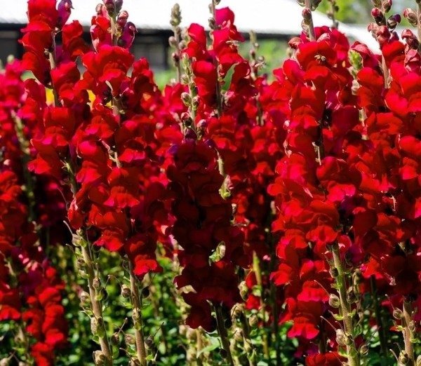 Producto - Semillas De Conejito Gigante Rojo Antirrhinum Ruby - 0