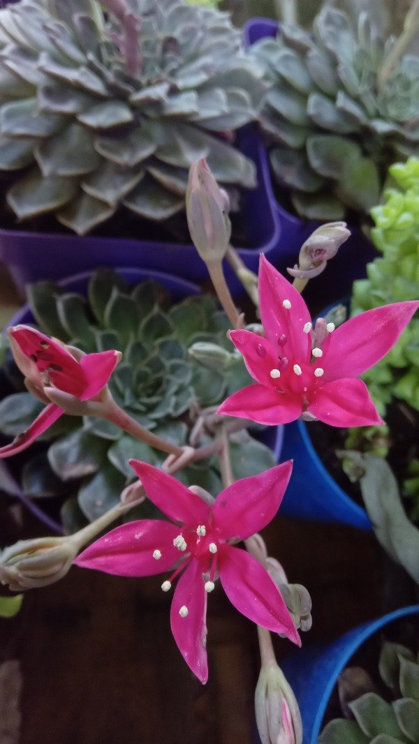 Producto - Graptopetalum bellum - 2