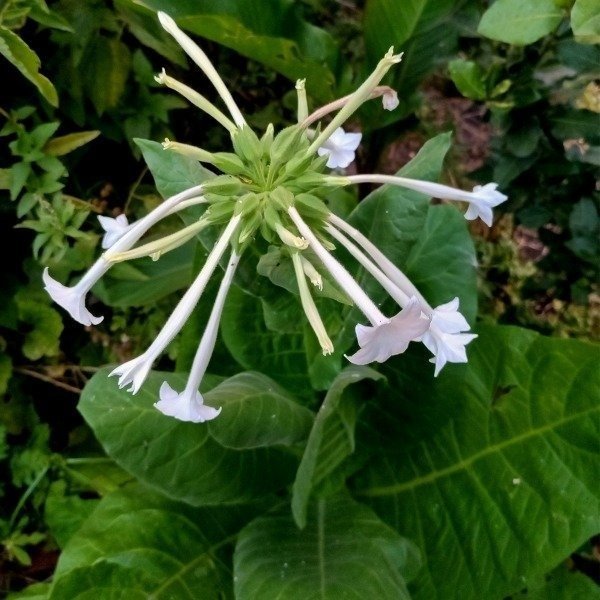 Producto - Nicotiana sylvestris - Tabaco silvestre - Perfumada - jardín nocturno - 0