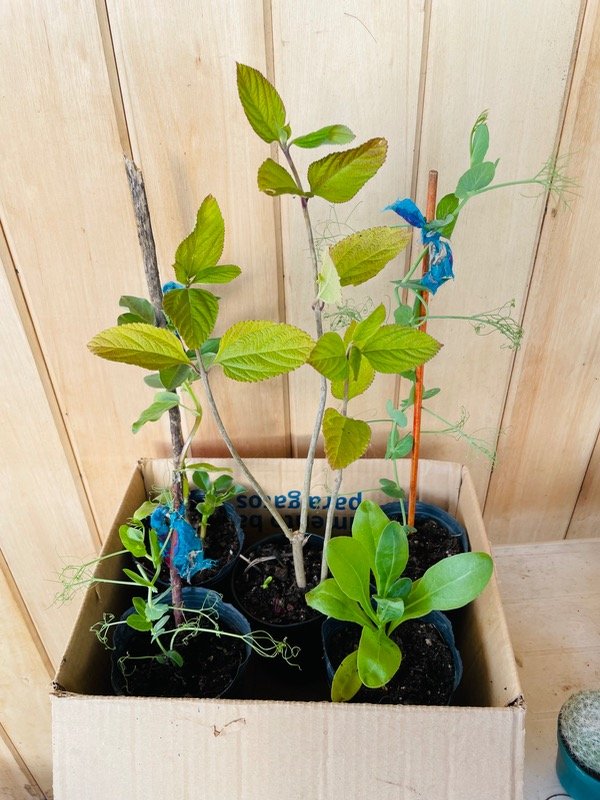 Producto - Habas sin pesticidas, biodinamicas