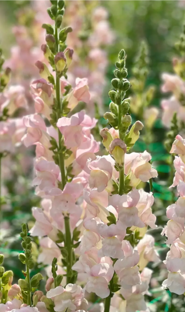 Producto - Conejito Costa Silver light rose