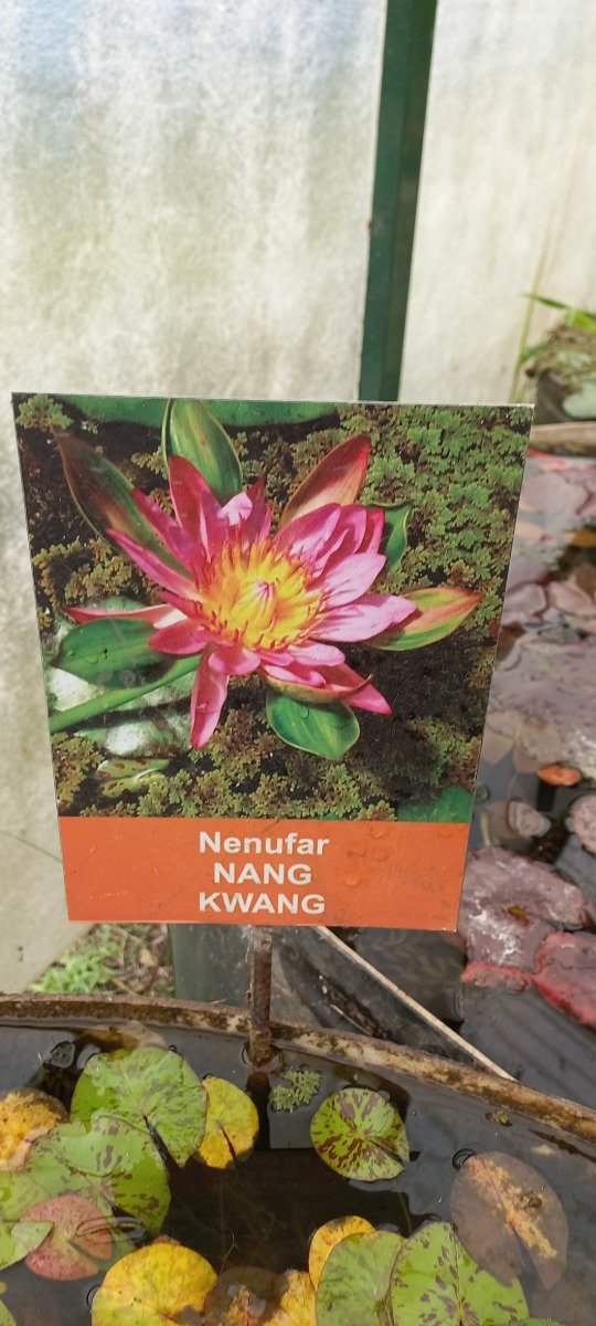Producto - Nenufar NANG KWANG