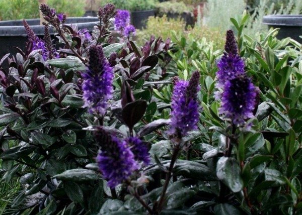 Producto - Hebe Purple Queen