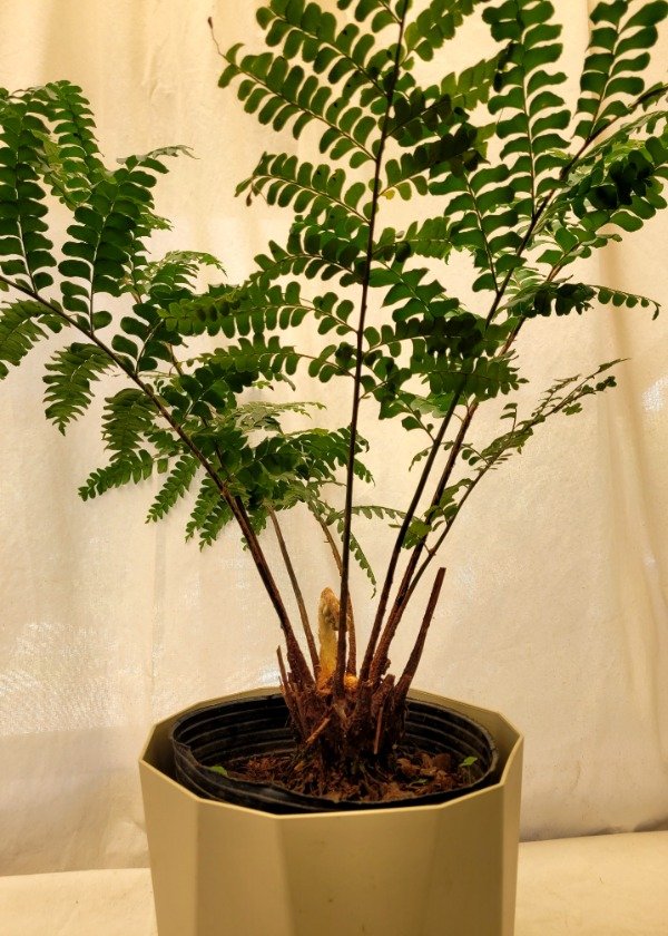 Producto - Helecho Truncatula