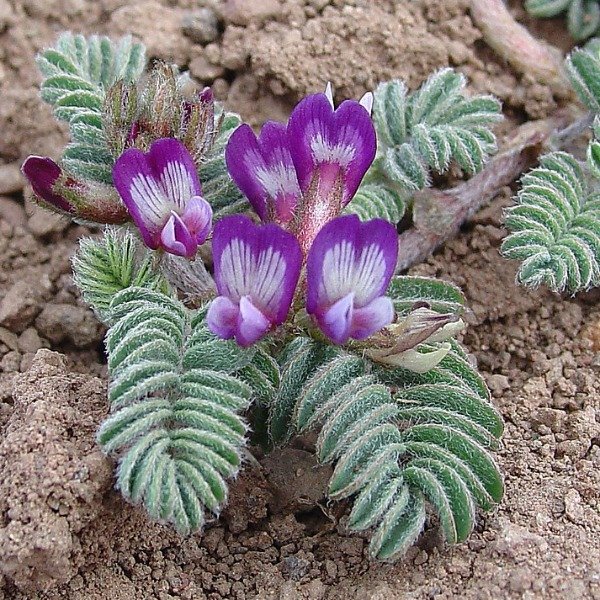 Producto - 30 Semillas Astragalus arnottianus