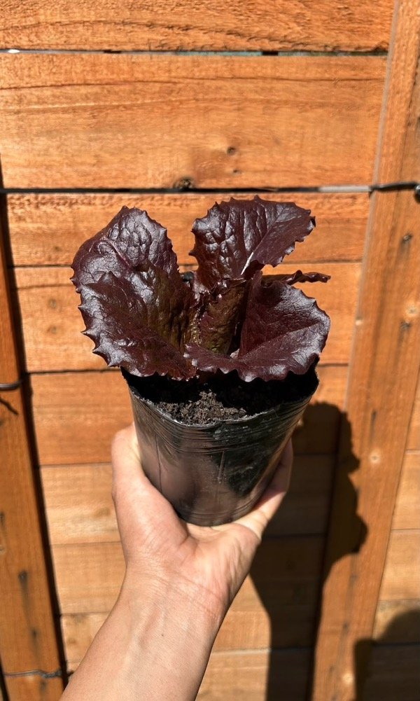 Producto - Lechuga morada - 0