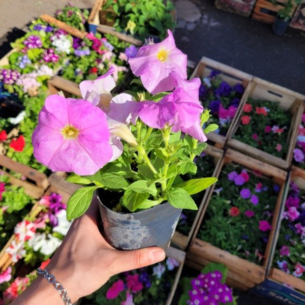 Producto - Petunia