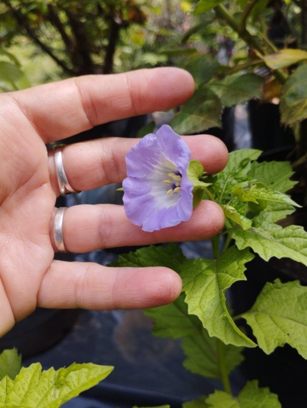 Producto - Nicandra physalodes - 1