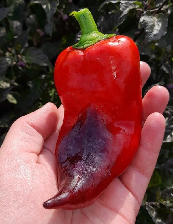 Producto - 15 Semillas De Pimiento Negro Húngaro