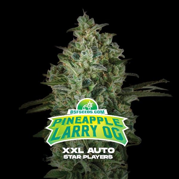 Producto - Pineapple Larry OG XXL Auto x 4 - BSF