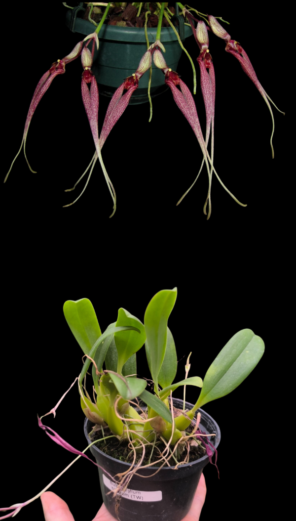 Producto - Bulbophyllum Biflorum