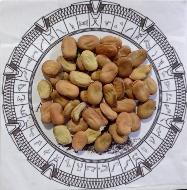 Producto - HABAS VERDES