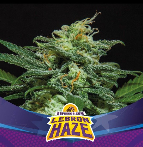 Producto - Lebron Haze XXL Auto