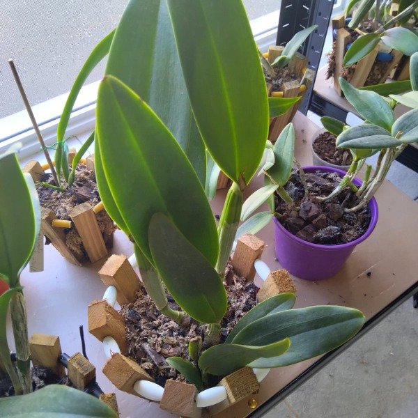Producto - Cattleya sin ID - 3