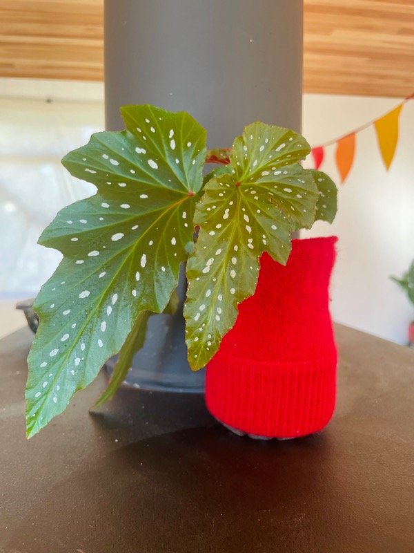 Producto - Begonia ala de angel, serie bremer rojo, suave maceta bremer rojo