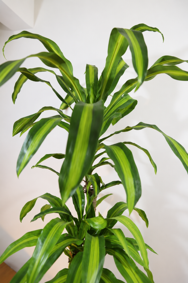 Producto - Palo de Agua XG - 2