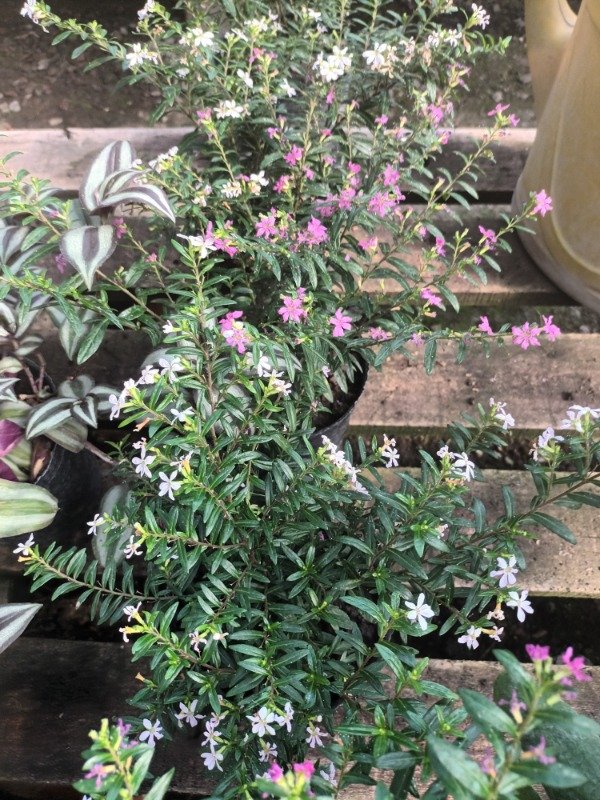 Producto - Erica
